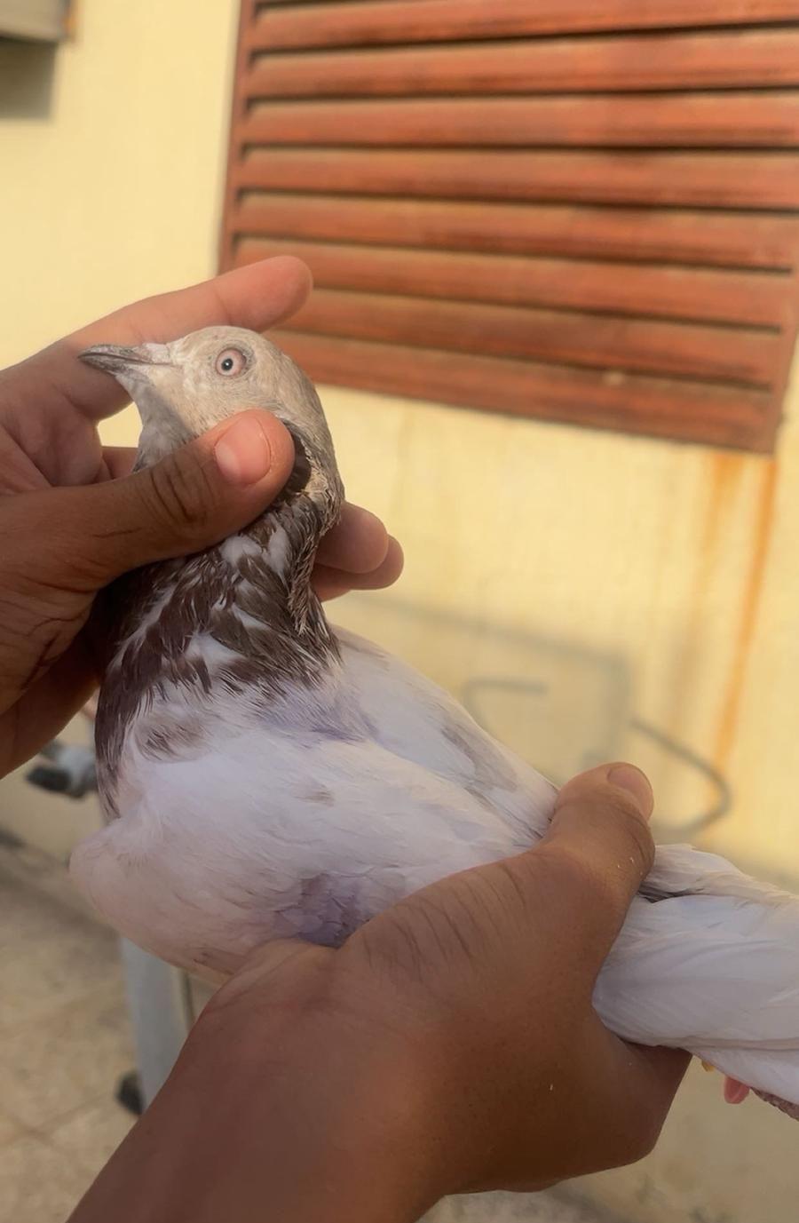 حمام باكستاني