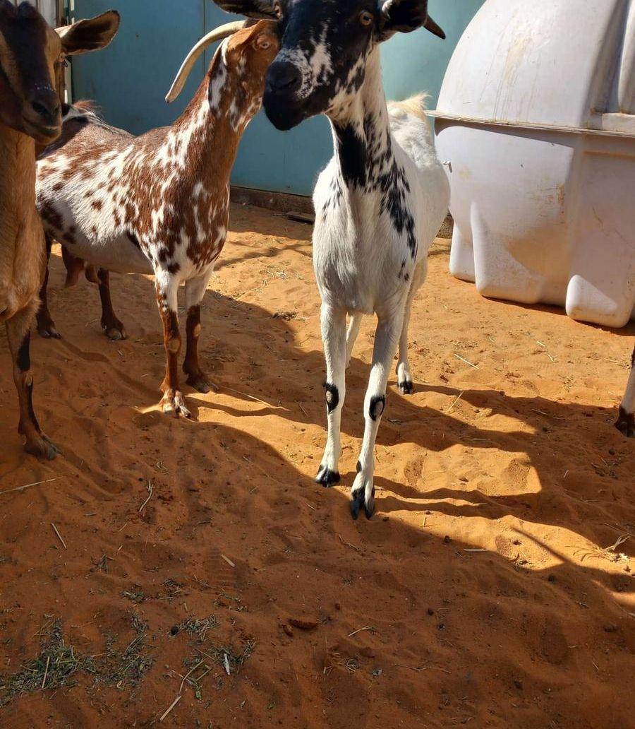 للبيع معزاء جنوبيات