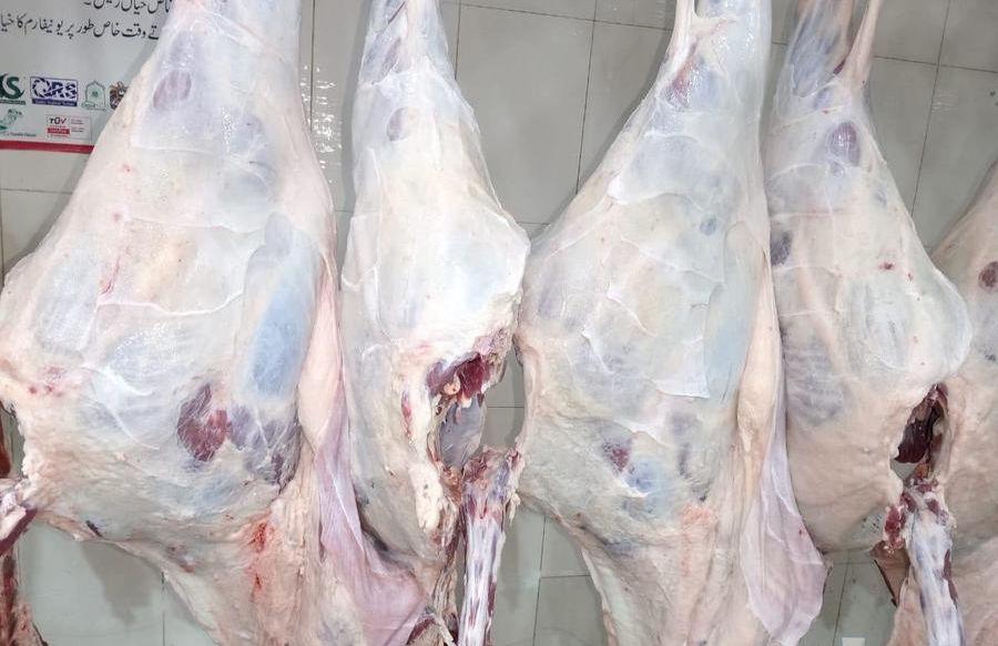 مدينة المنورة حلقة