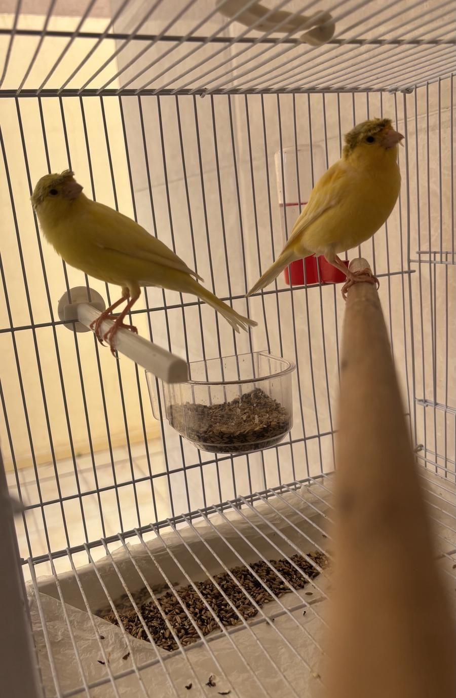 كناري سوري كرست