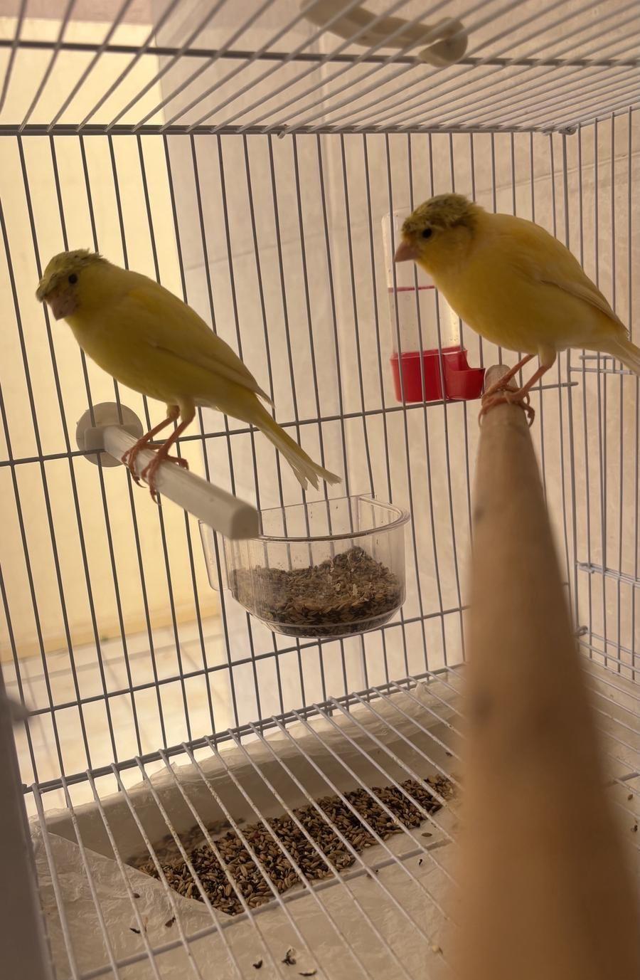 كناري سوري كرست