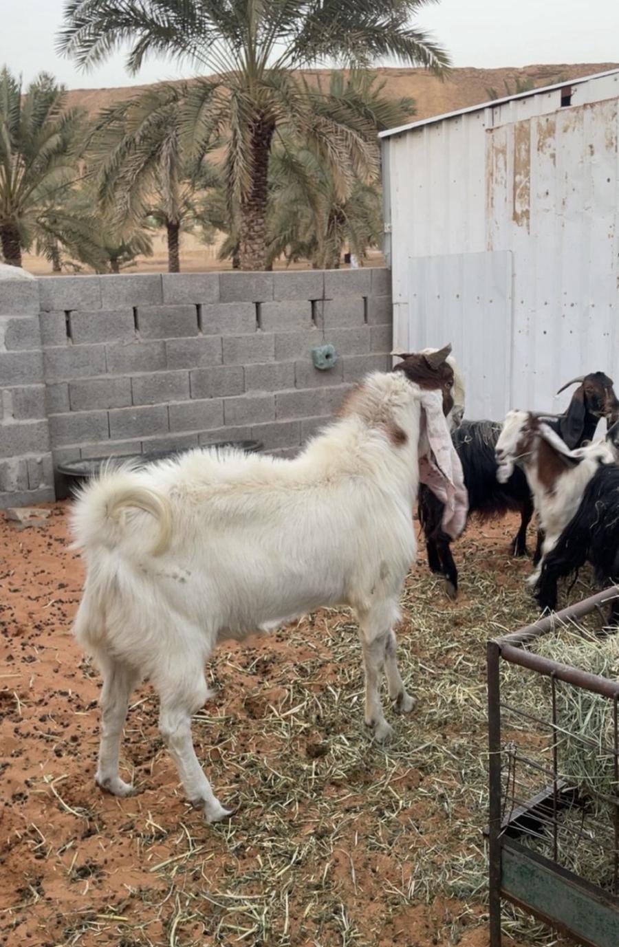 فحل هولندي للبيع