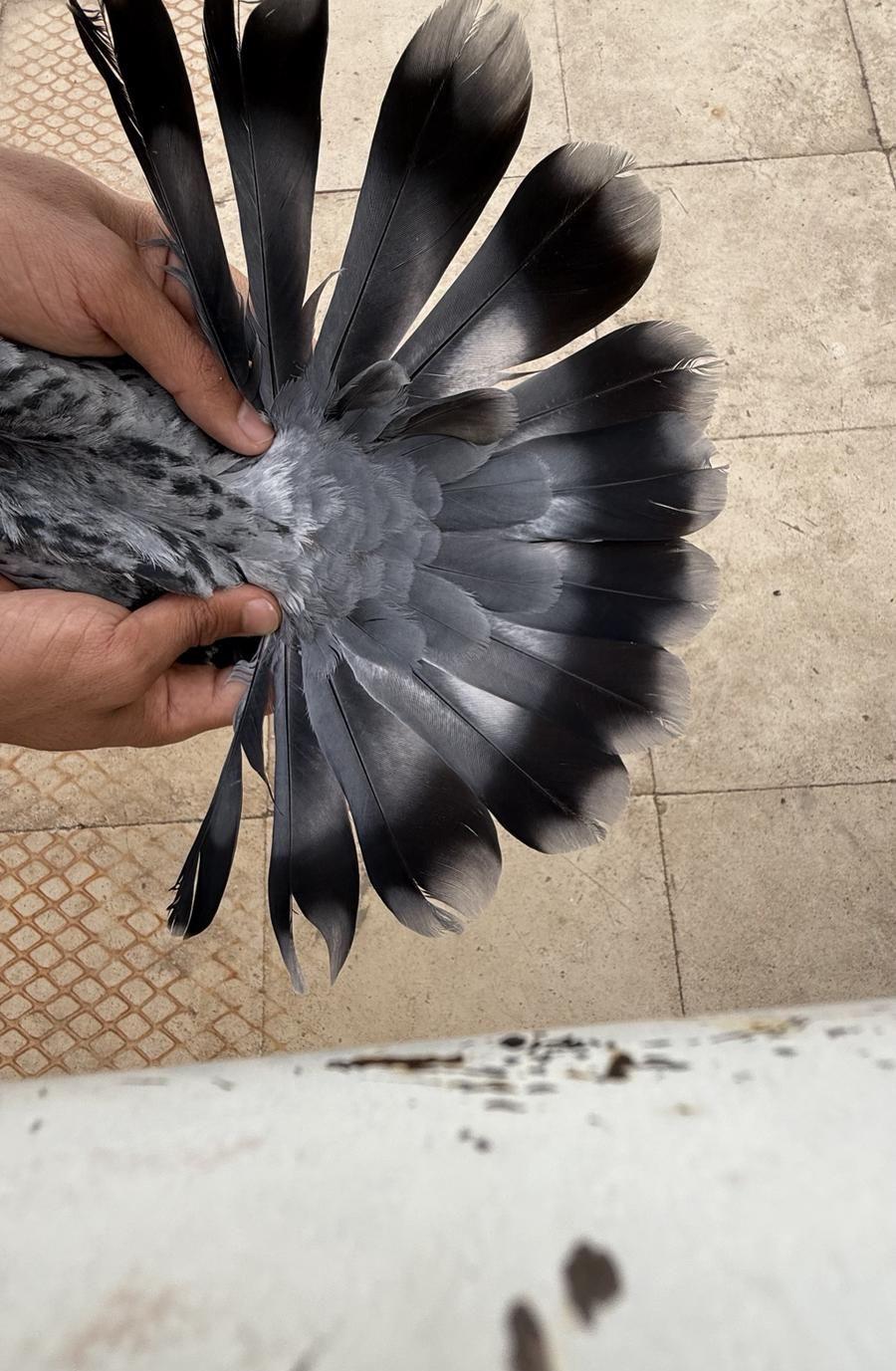حمام تركي ماشاءالله