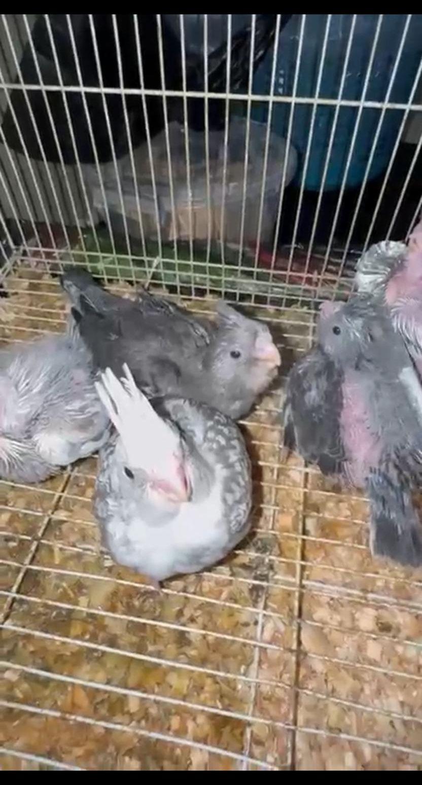 فروخ كروان