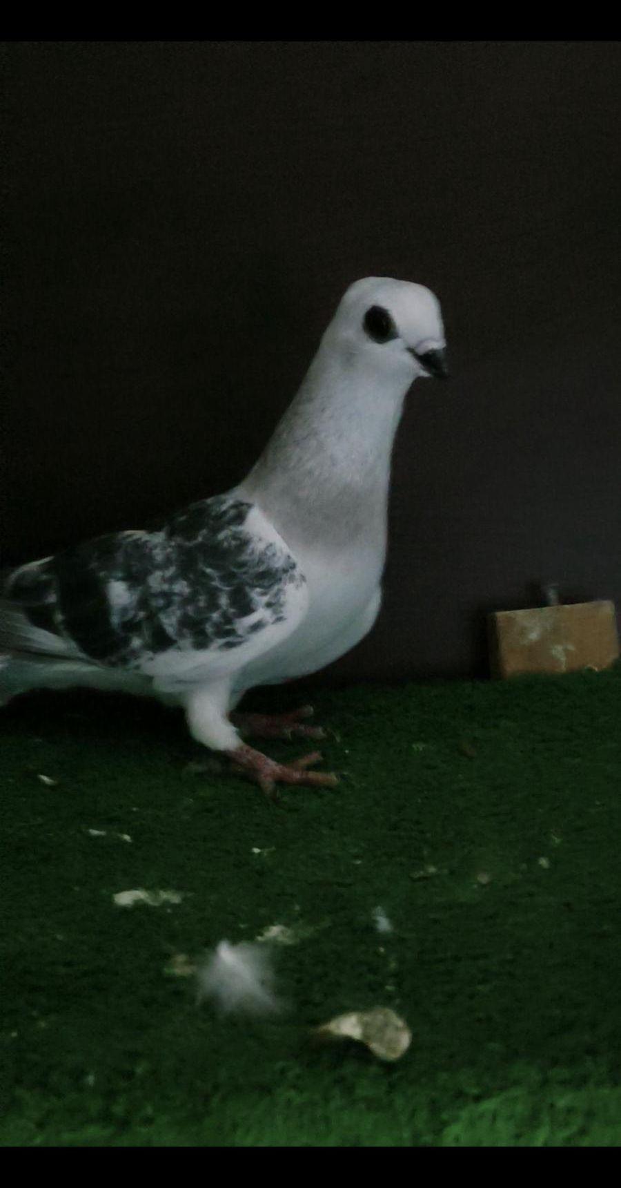 حمام شامي كش