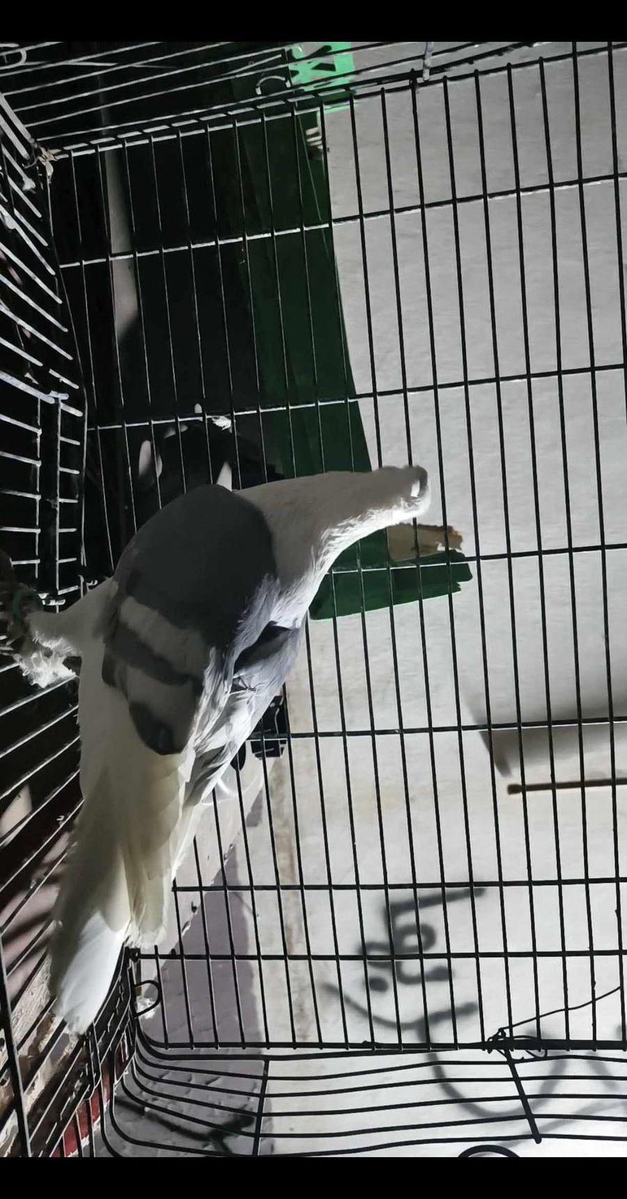 حمام شامي كش