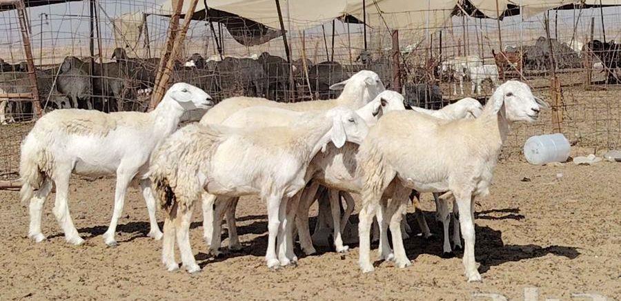 رخال حريات العدد
