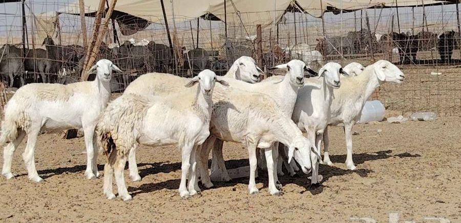 رخال حريات العدد