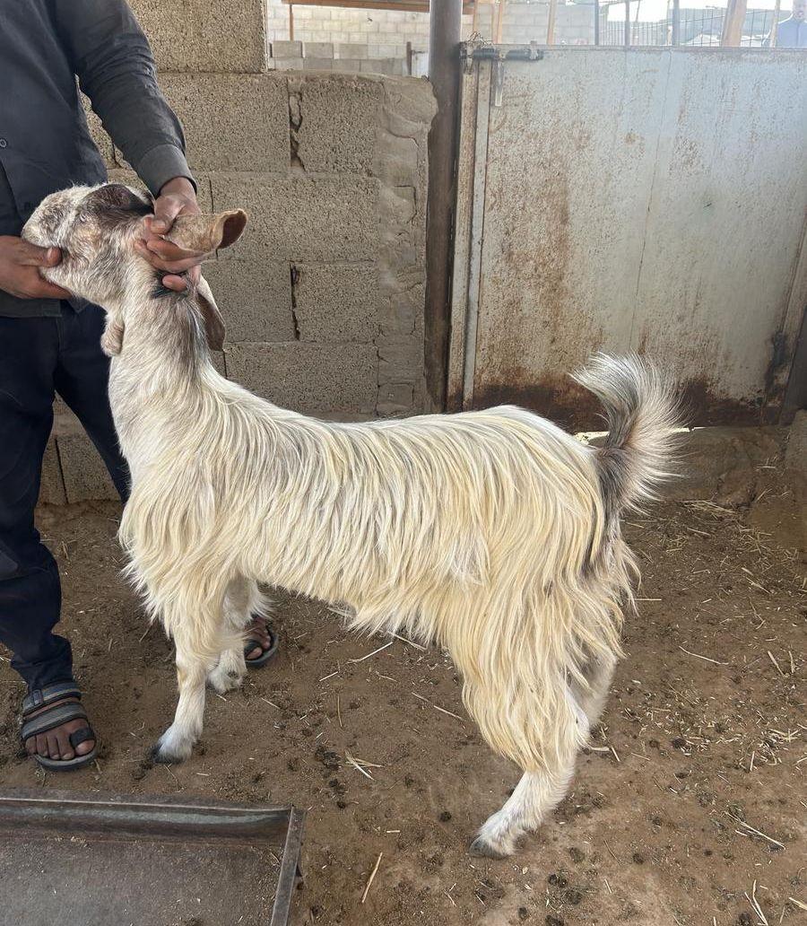 جفره