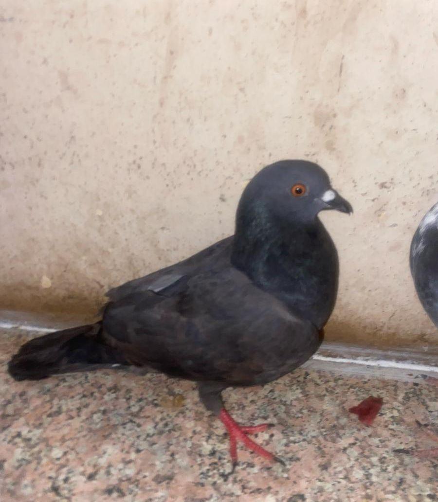 حمام للبيع