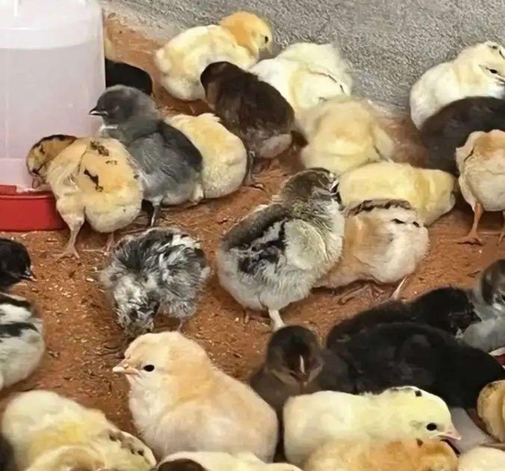 صوص دجاج بلدي