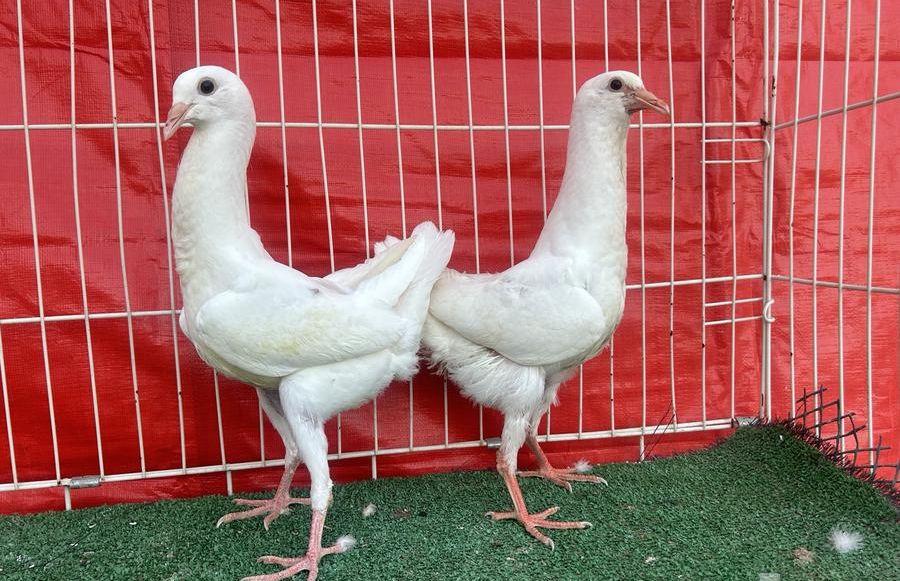 طبه مالتيز