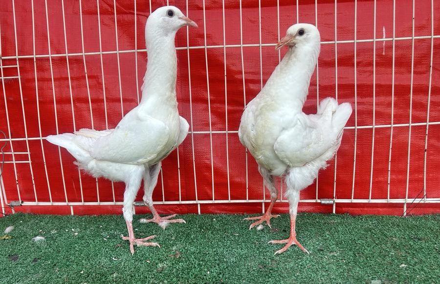 طبه مالتيز