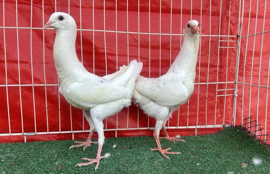 طبه مالتيز