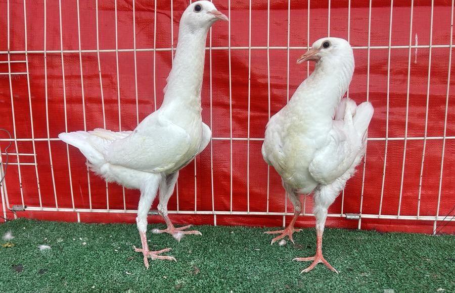 طبه مالتيز