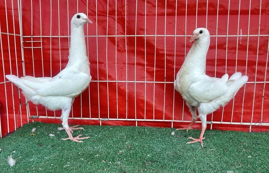 طبه مالتيز