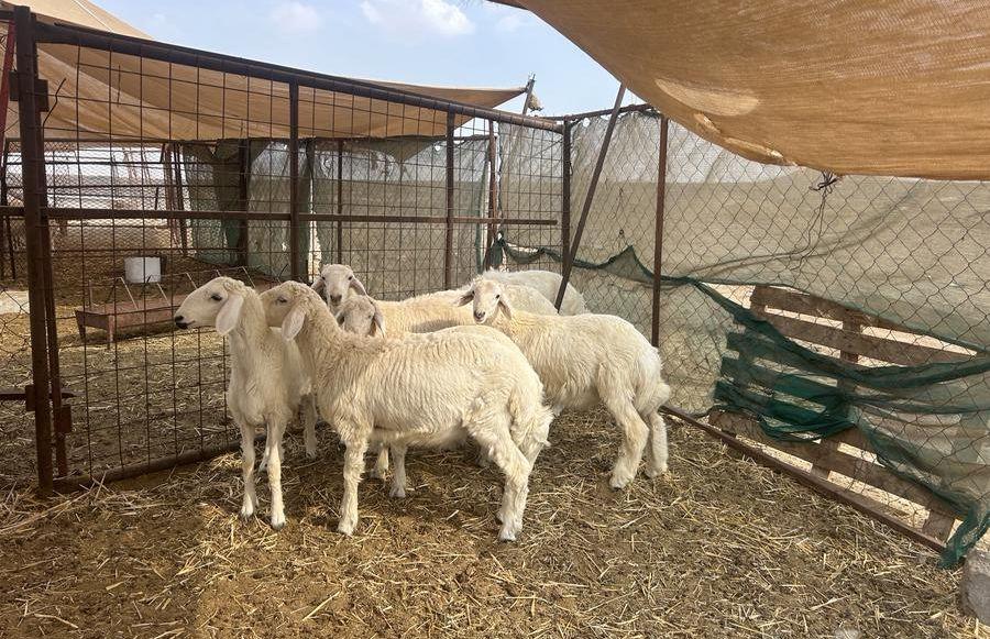 ذبائح طليان ورخال