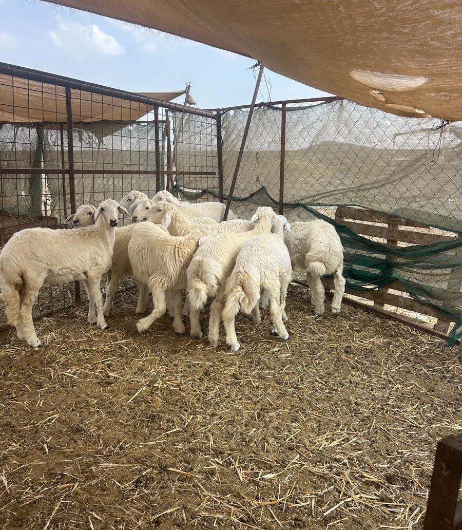 ذبائح طليان ورخال