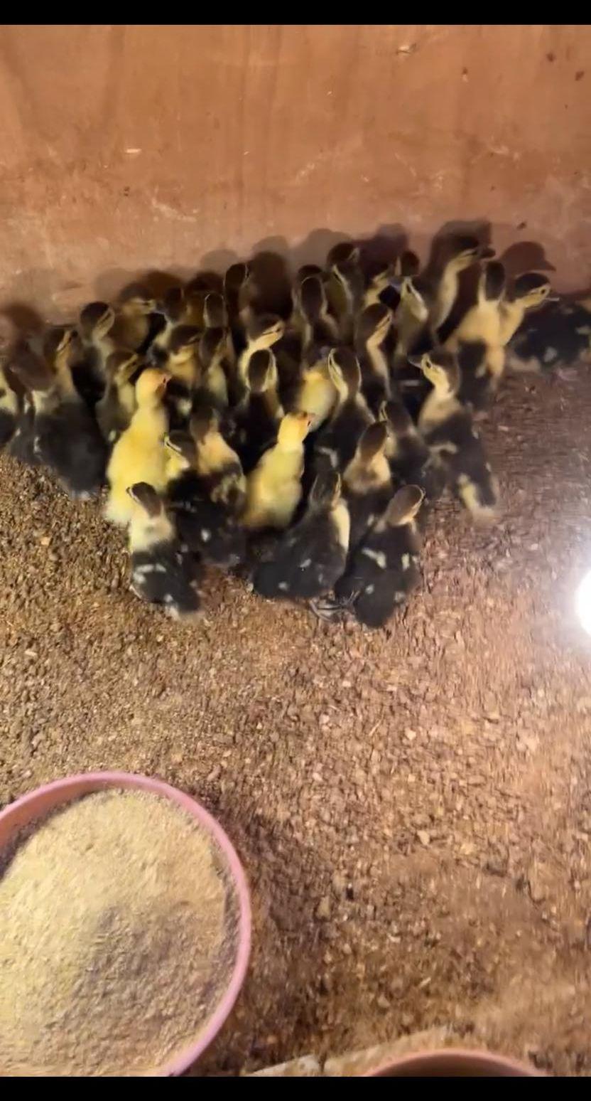 للبيع صوص بط