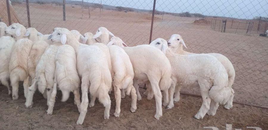 النوع طليان ذبائح
