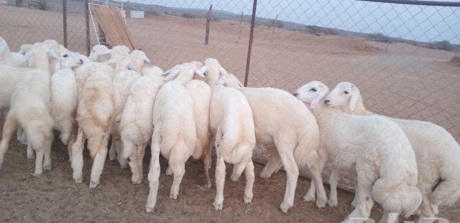 النوع طليان ذبائح