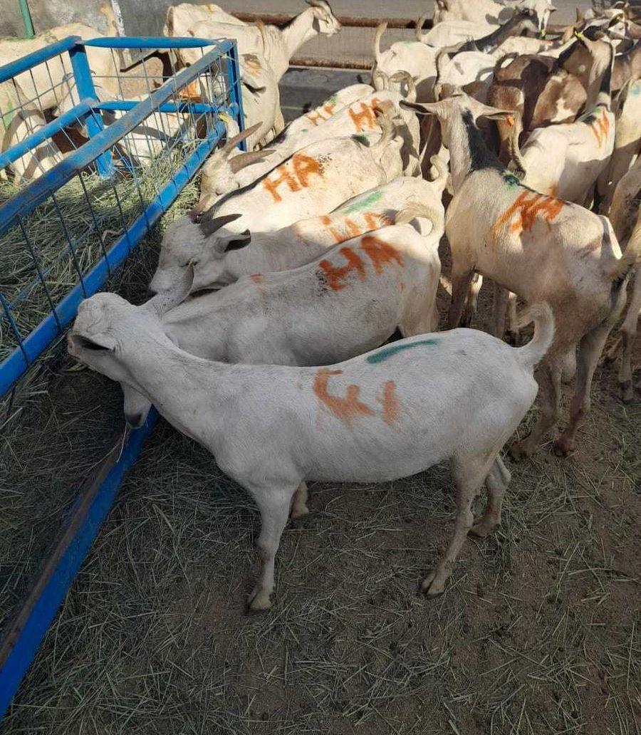 اللي ينتظر التيوس