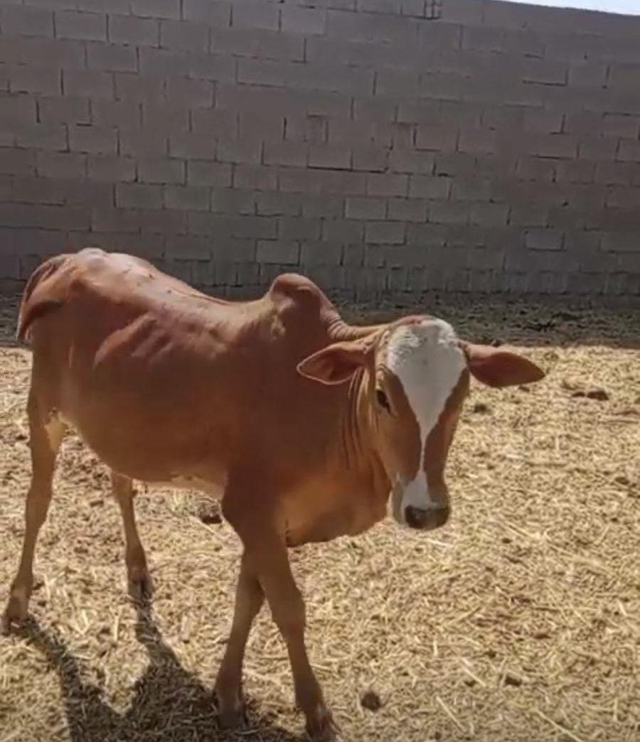 فرصة نصف حسيل