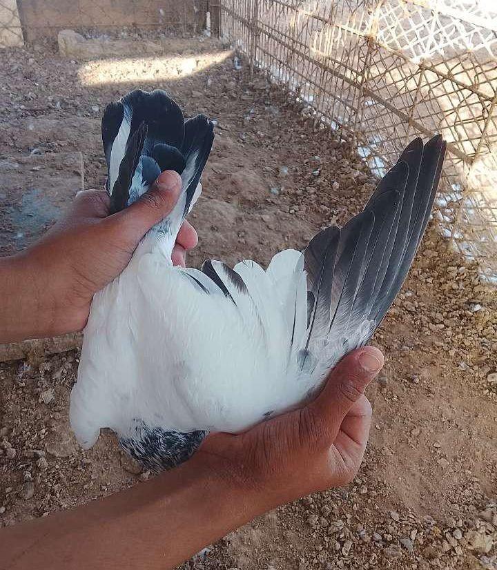 حمام باكستاني