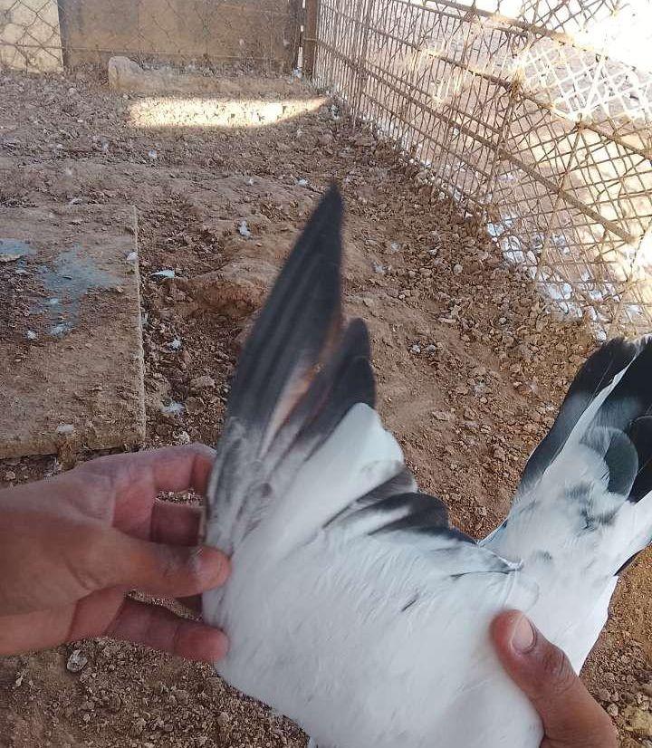 حمام باكستاني