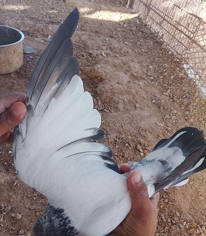 حمام باكستاني