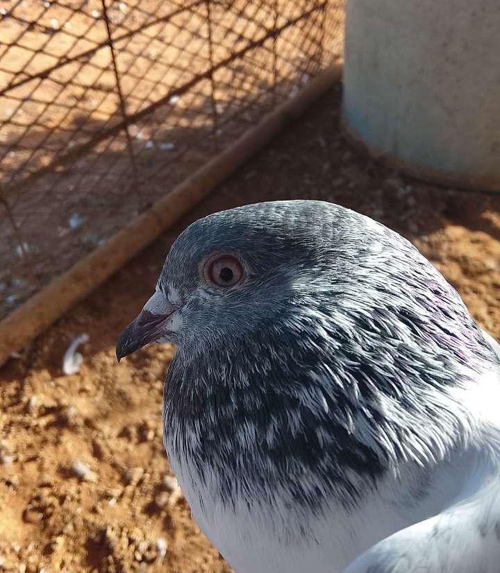 حمام باكستاني