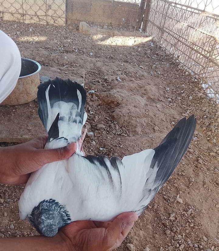حمام باكستاني