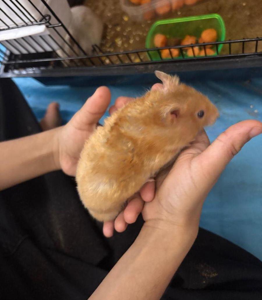 هامستر