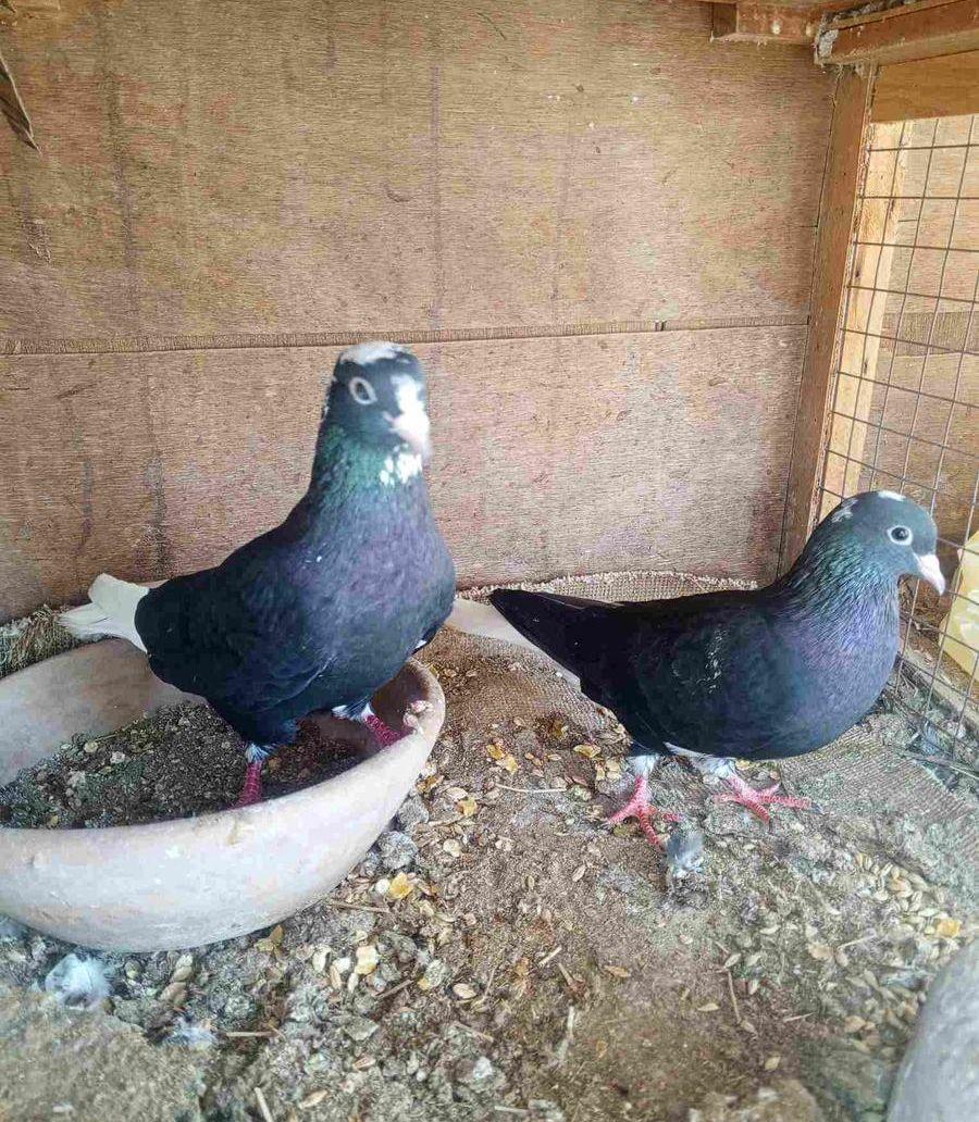زوج قطيفي هجرسي