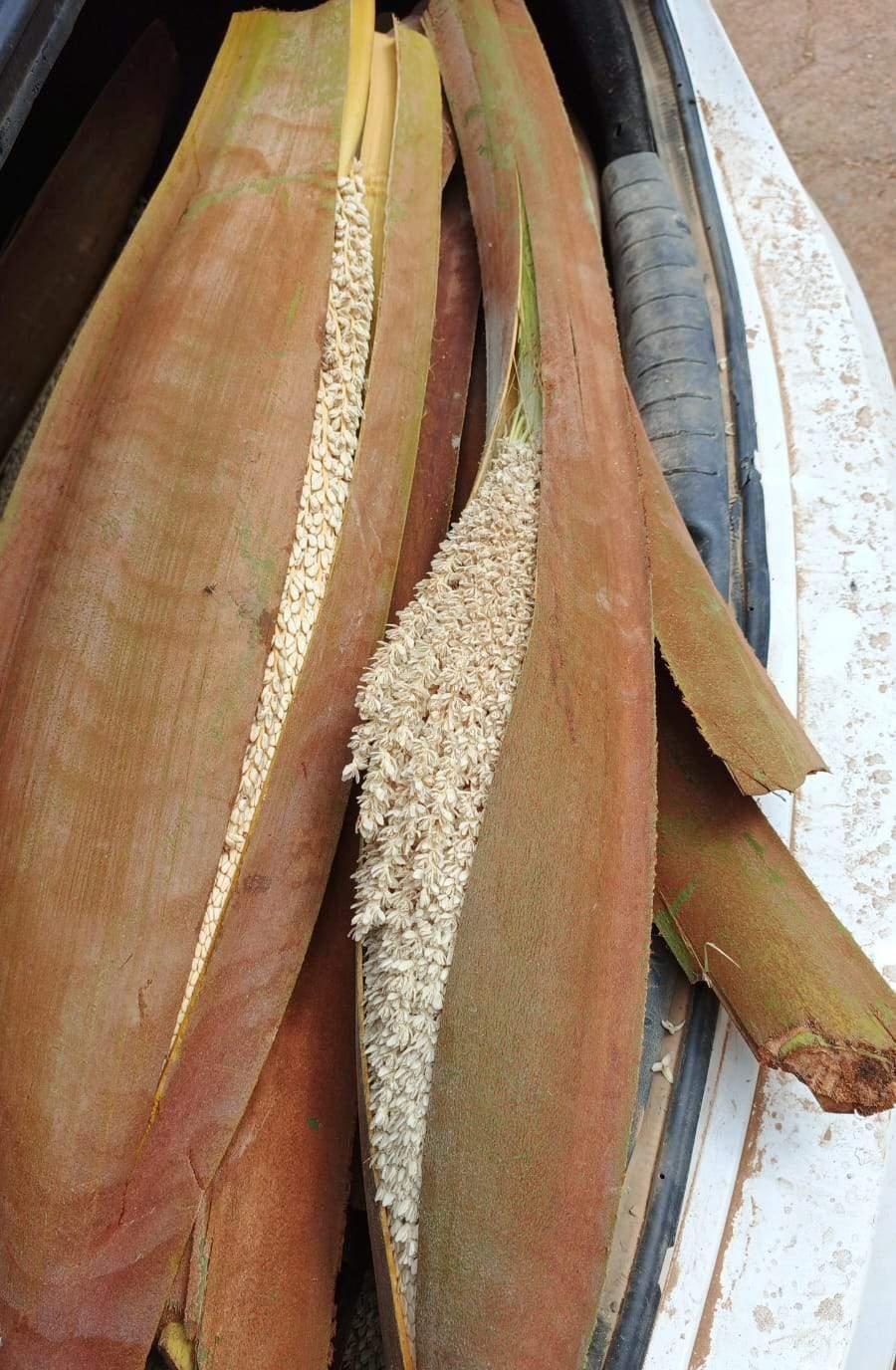 لقاح نخل