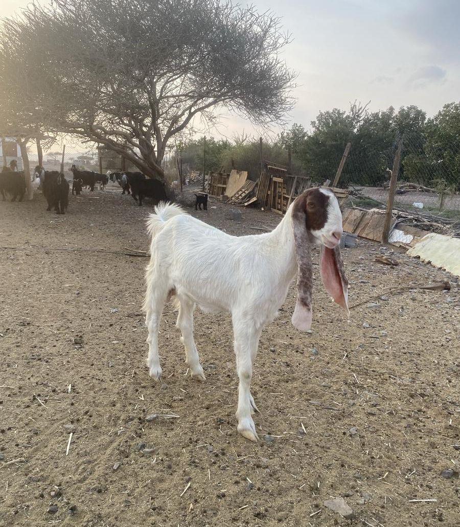 جفرة هولندية