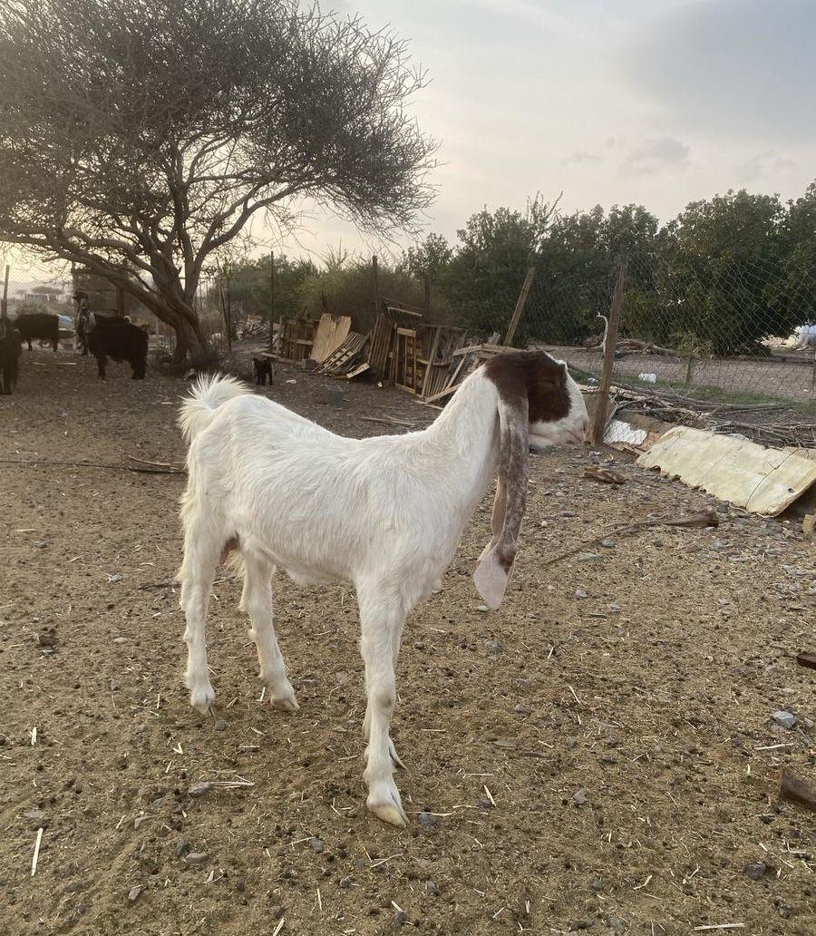 جفرة هولندية
