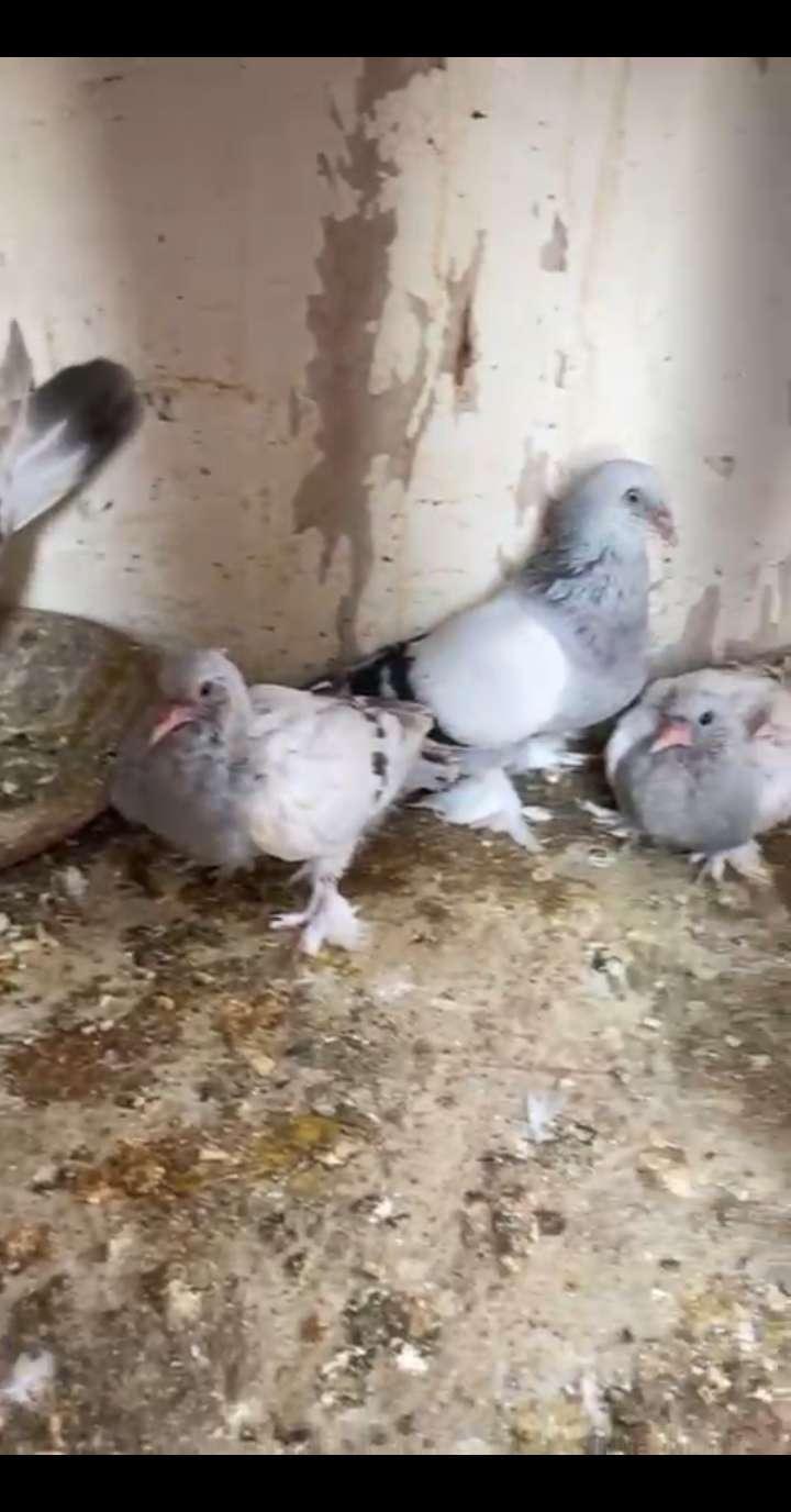 مطلوب حمام تركي