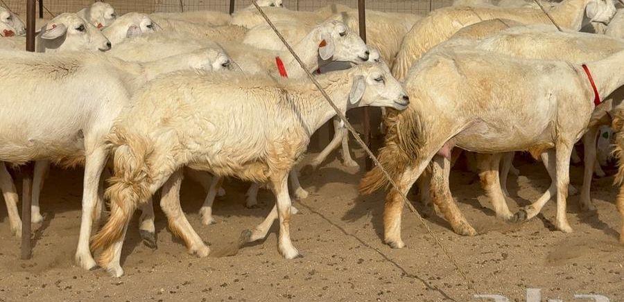 رخال حرش 63