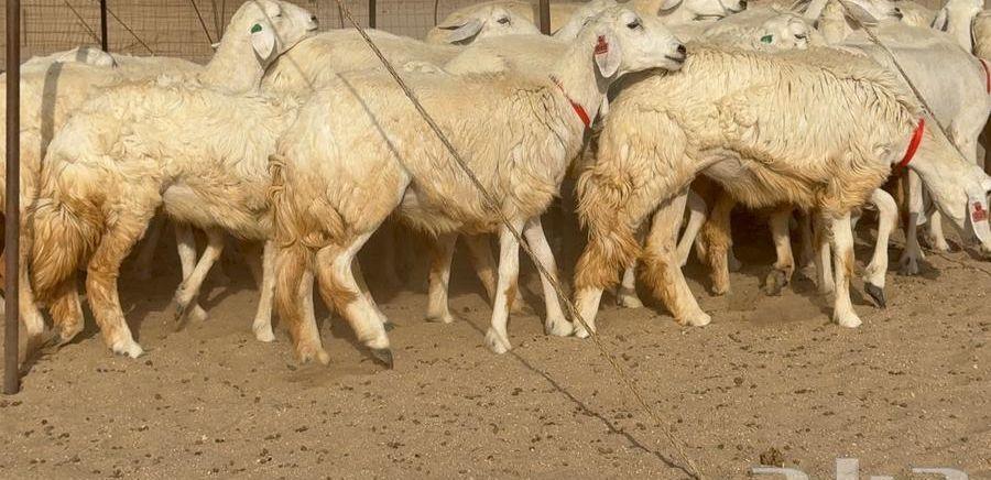 رخال حرش 63
