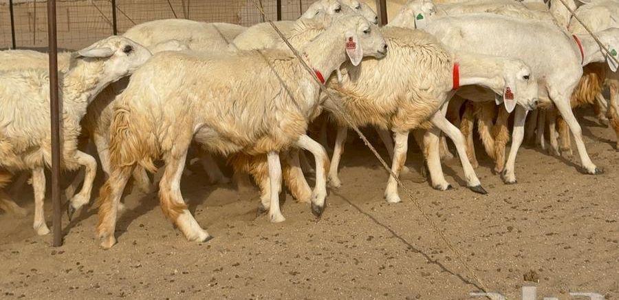 رخال حرش 63