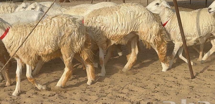 رخال حرش 63