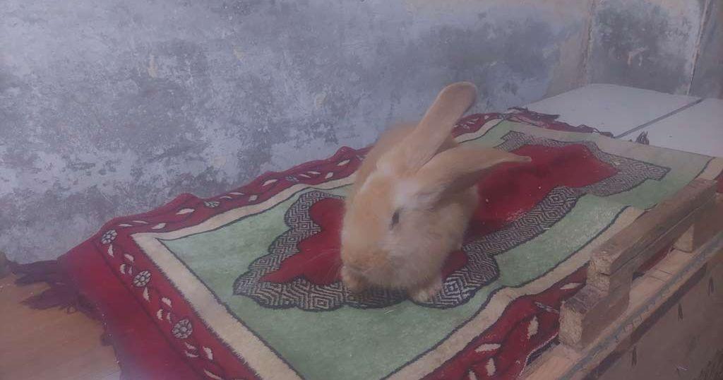 للبيع بسعر حارق