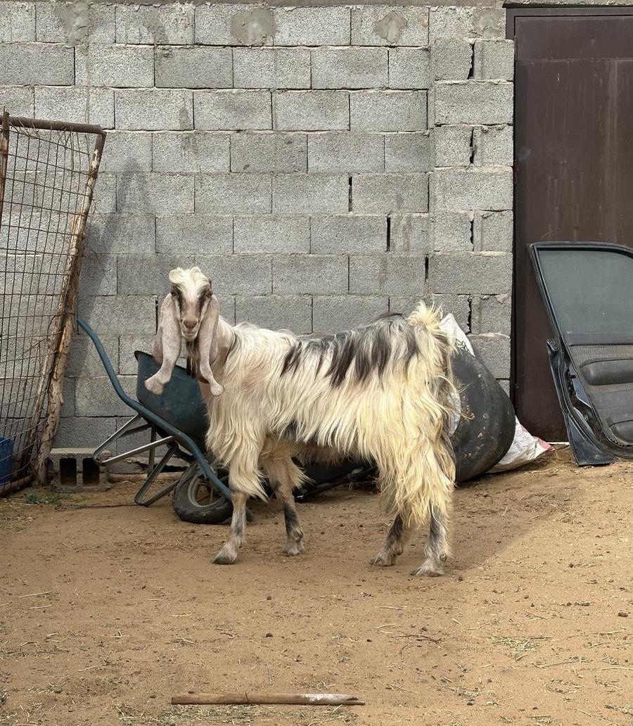 عنز والد معها