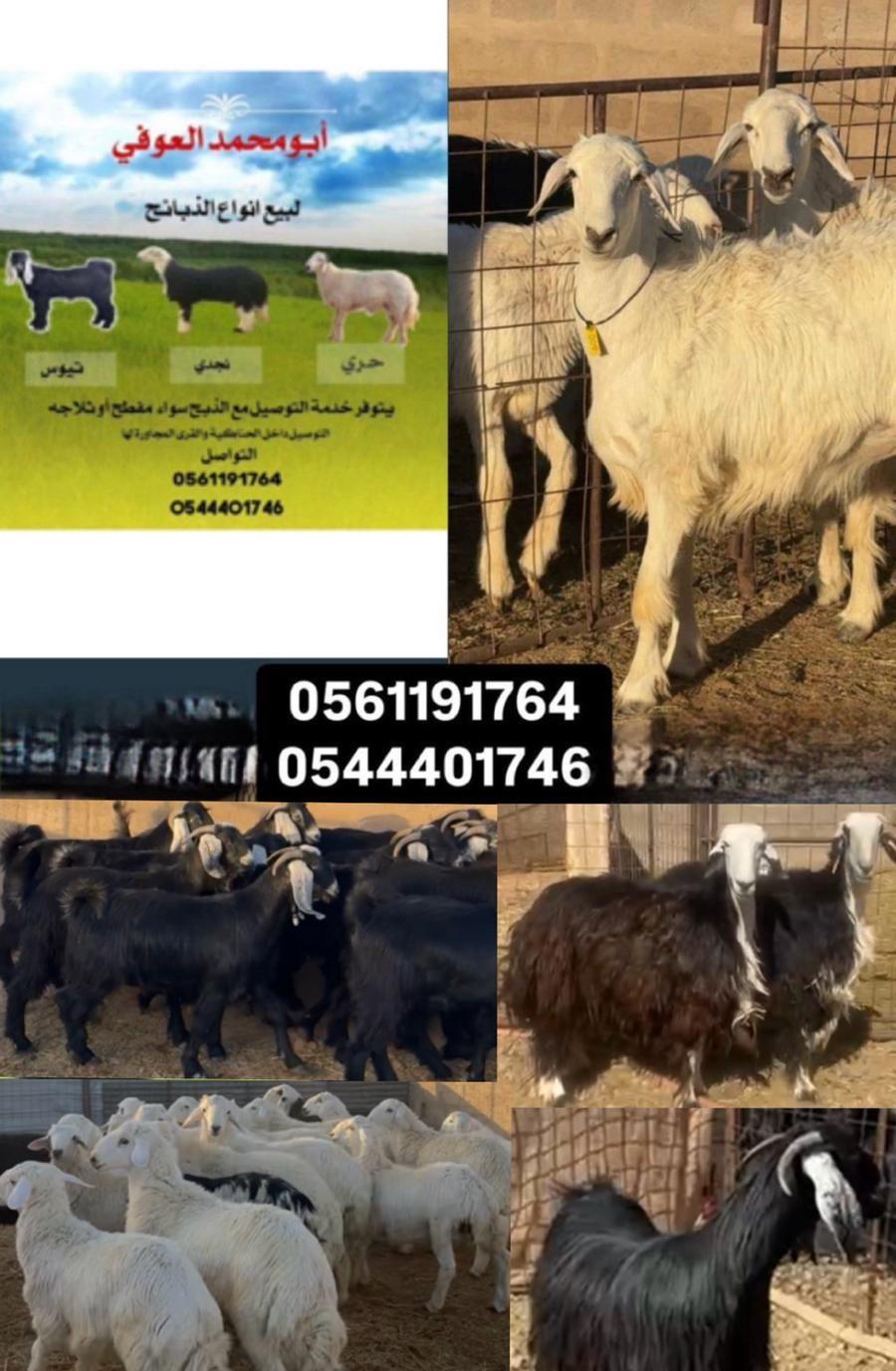 ذبايح