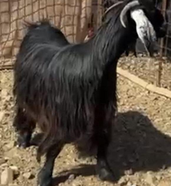 ذبايح