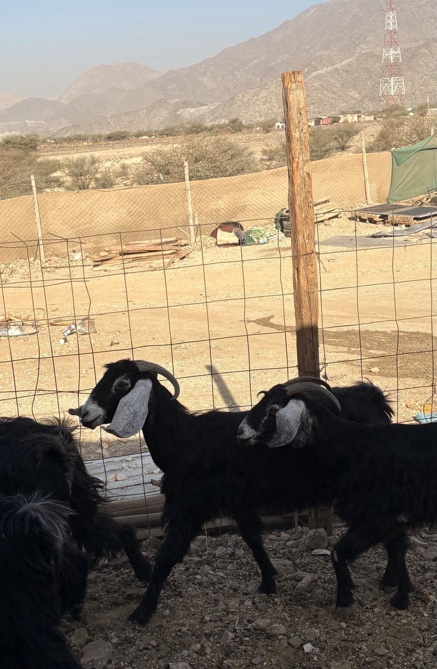 معزاء