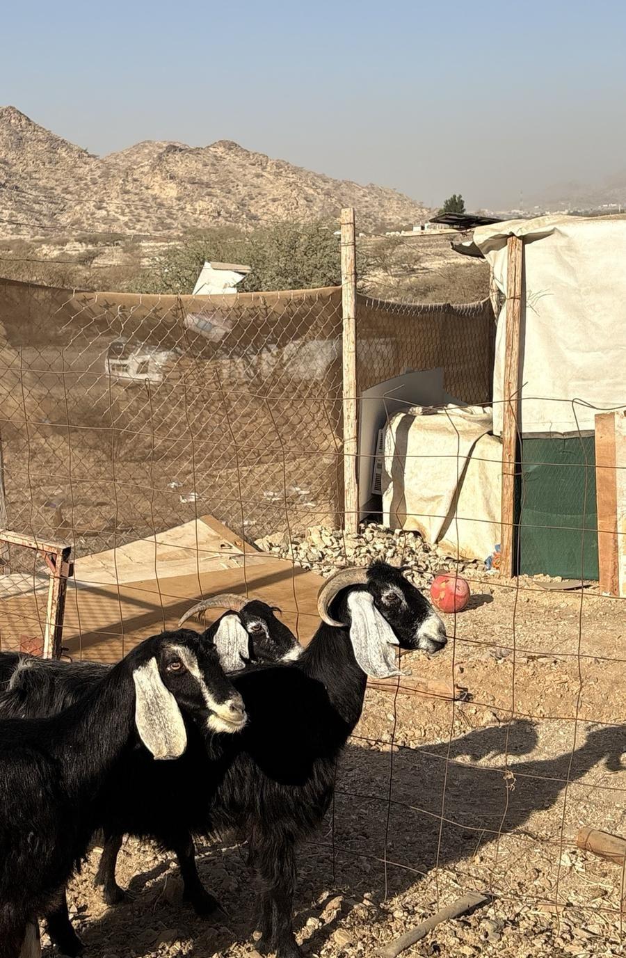 معزاء
