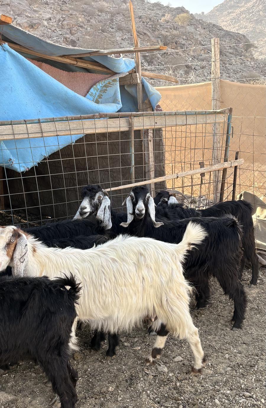معزاء