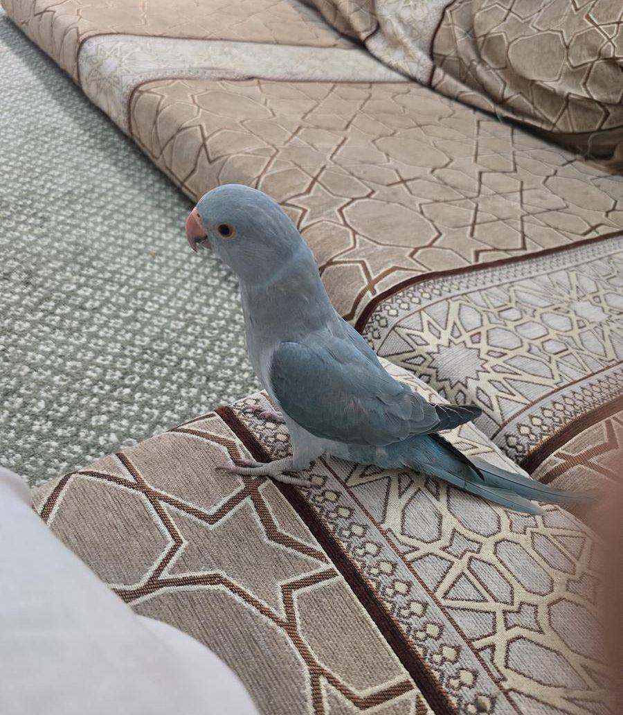 دره هولندي أليف